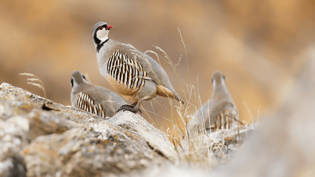 isola-vie-sauvage-img