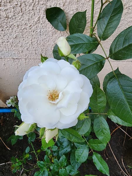 User photo of Nevados de Chillán