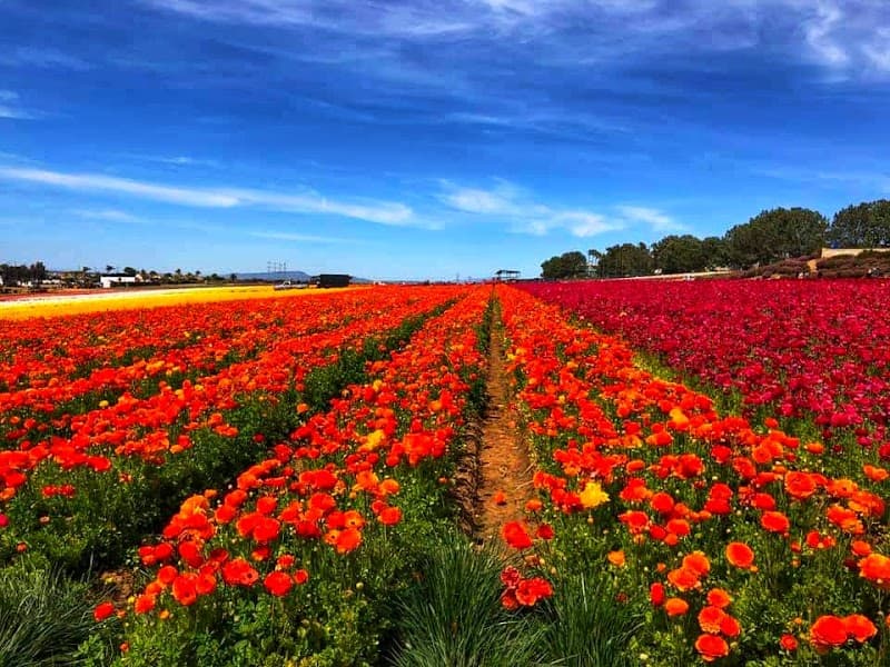 User photo of Furano