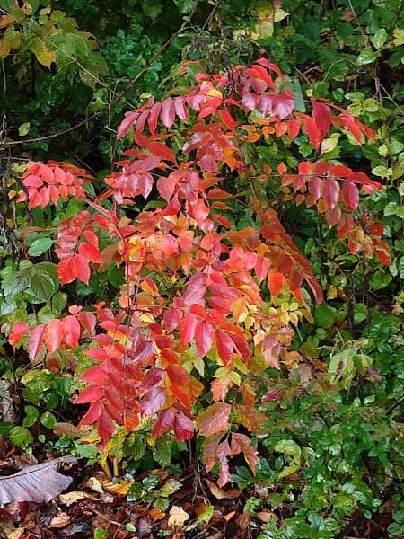 User photo of Appi Kogen - unknown